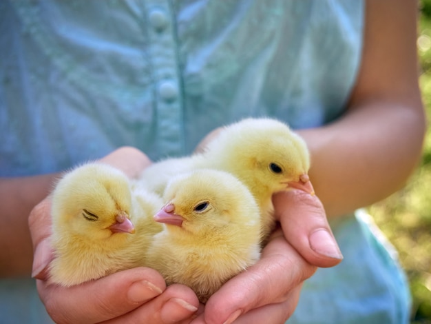 Galinhas nas mãos.