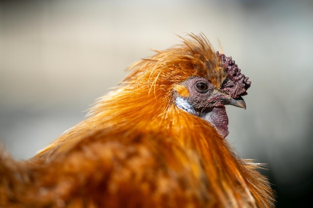 Galinhas numa fazenda na Austrália