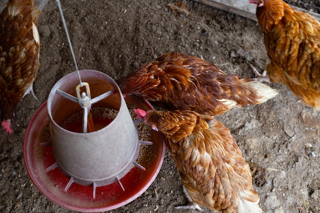 Galinhas ou galinhas na granja tradicional ao ar livre