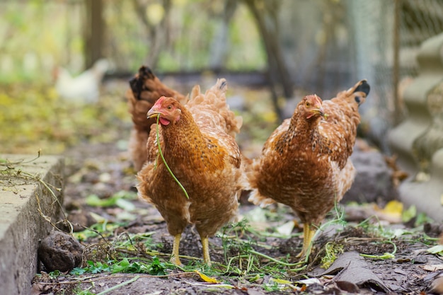 Galinhas pastando no campo. As galinhas se alimentam de curral em dia de sol. Galinhas posando na grama fresca. Tempo de alimentação de galinhas