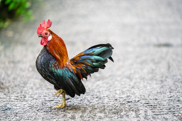 Galinhas pequenas ou Ayam kate é qualquer pequena variedade de aves, especialmente galinhas