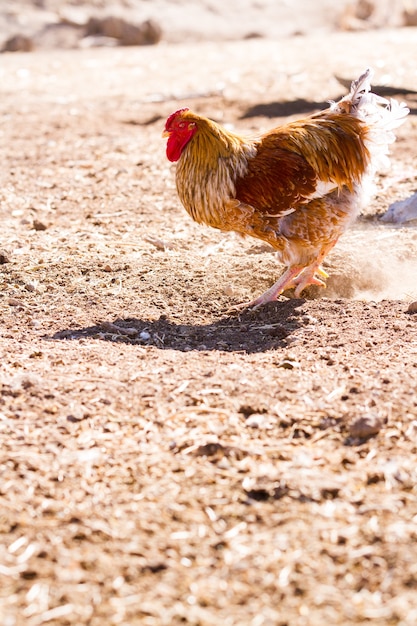 Foto galinhas rrange grátis na fazenda orgânica.
