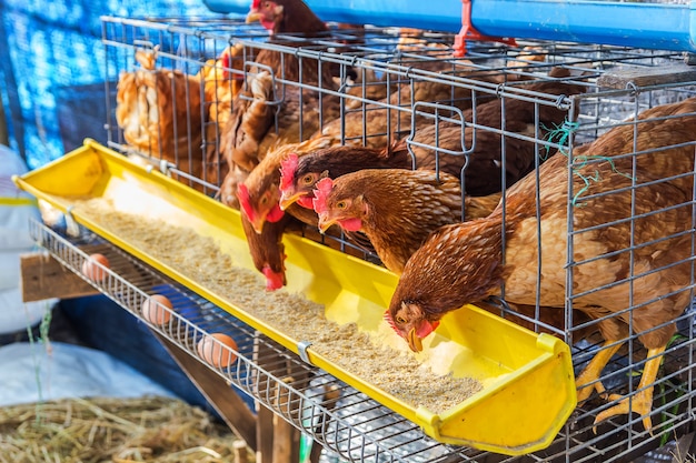 Galinhas vermelhas comendo ração