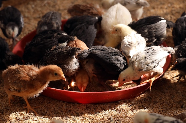 Foto galinhos coloridos na fazenda avícola