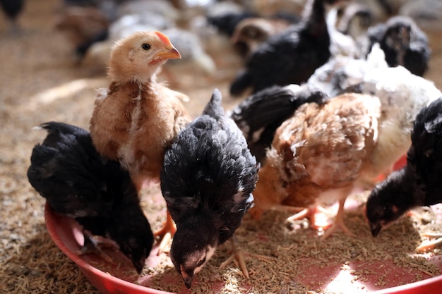 Galinhos coloridos na fazenda avícola