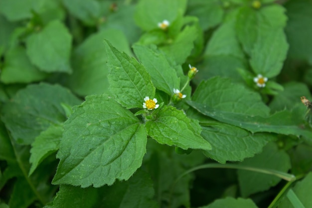 Galinsoga quadriradiata uma erva daninha anual da família Asteraceae