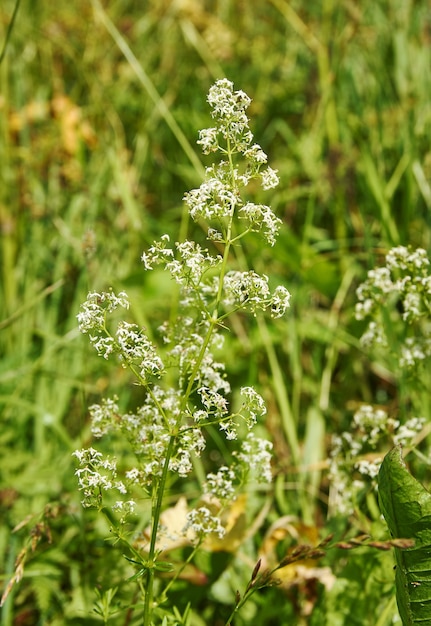 Galium boreale, la colcha del norte es una especie de planta de las Rubiaceae.