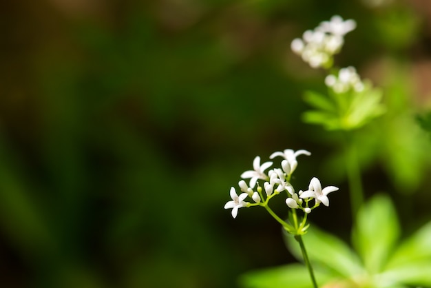 Galium odoratum Wald duftende Blumen