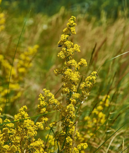 Galium verum