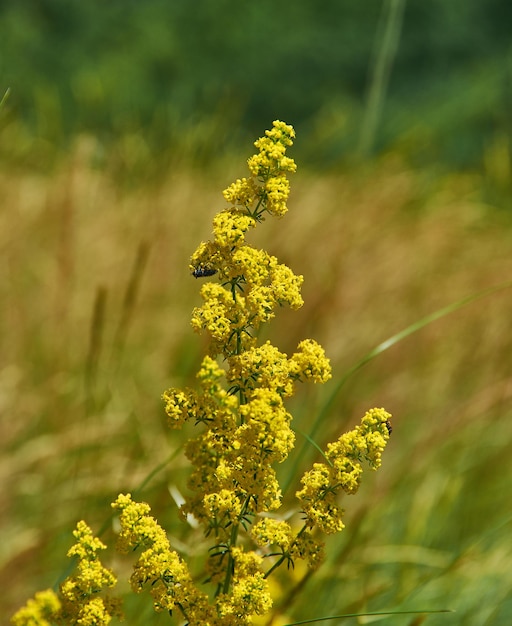 Galium verum