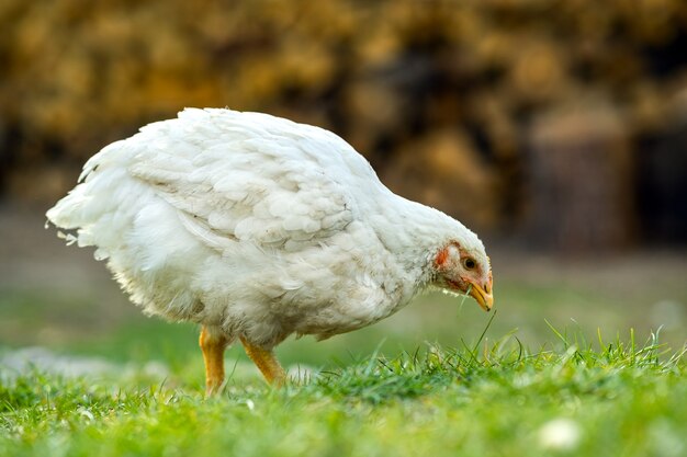 Gallina se alimenta de corral rural tradicional. Cerca de pollo de pie en el granero con hierba verde. Concepto de avicultura de rango libre.