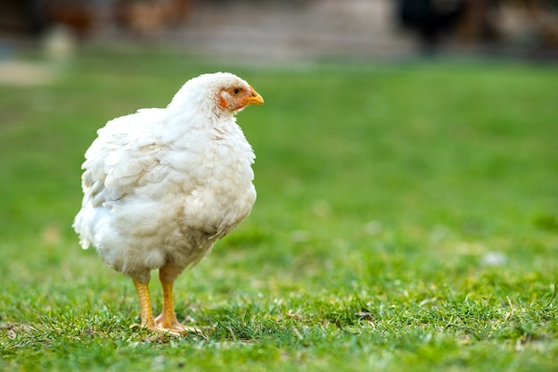 Gallina se alimenta de corral rural tradicional. Cerca de pollo de pie en el granero con hierba verde. Concepto de avicultura de rango libre.