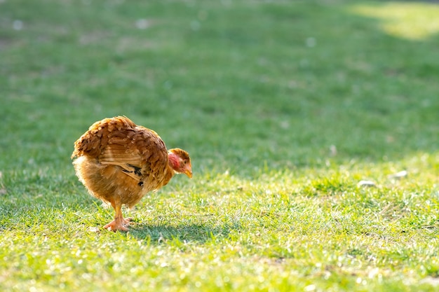 Gallina se alimenta de corral rural tradicional. Cerca de pollo de pie en el granero con hierba verde. Concepto de avicultura de rango libre.