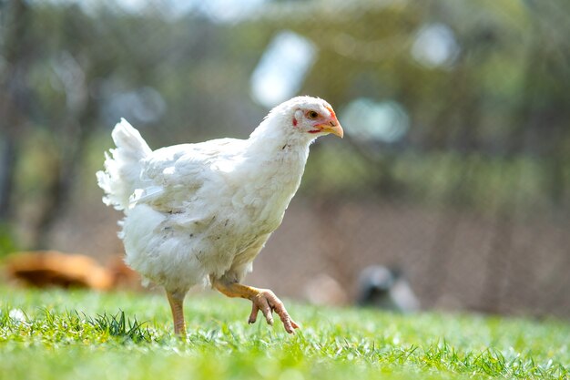 Gallina se alimenta de corral rural tradicional. Cerca de pollo de pie en el granero con hierba verde. Concepto de avicultura de rango libre.