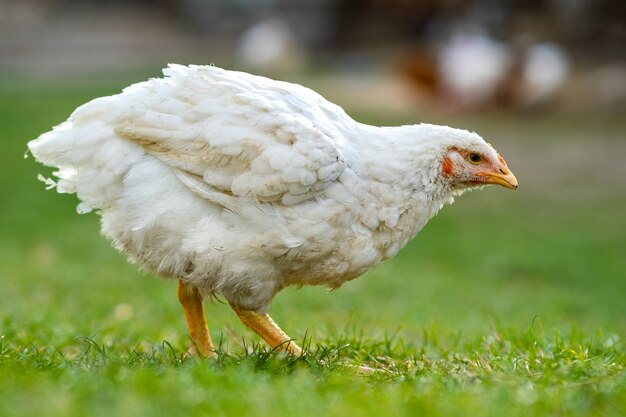 Gallina se alimenta de corral rural tradicional. Cerca de pollo de pie en el granero con hierba verde. Concepto de avicultura de rango libre.