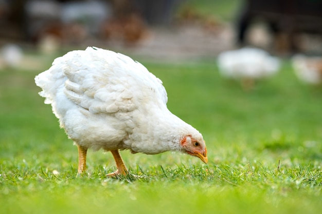 La gallina se alimenta del corral rural tradicional. Ciérrese para arriba del pollo que se coloca en yarda del granero con la hierba verde. Concepto de cría de aves de corral.