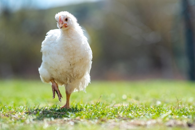 La gallina se alimenta de un corral rural tradicional. Primer plano de pollo parado en el granero con hierba verde. Concepto de cría de aves de corral en libertad.