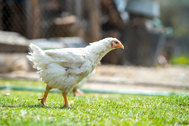 Gallina se alimenta de corral rural tradicional