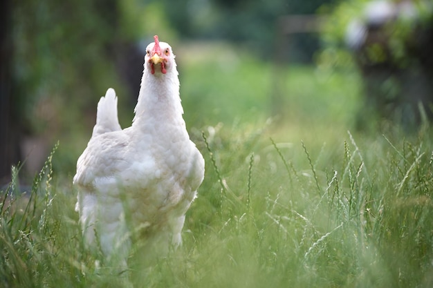 Gallina alimentándose en el corral rural tradicional Pollo doméstico de pie en el césped con hierba verde Concepto de cría de aves de corral de rango libre