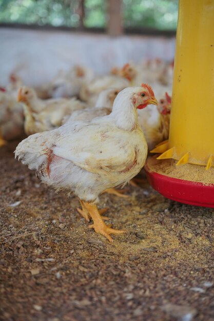 Gallina apunto de comer su comida en la granja (Gallina vor dem Essen auf der Farm)