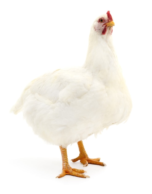 Gallina blanca aislada en blanco, Foto de estudio