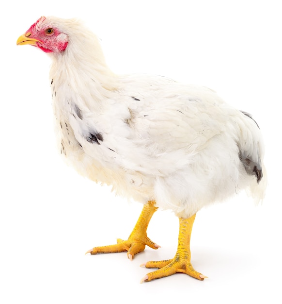 Gallina blanca aislada en blanco, Foto de estudio