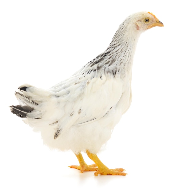 gallina blanca aislada