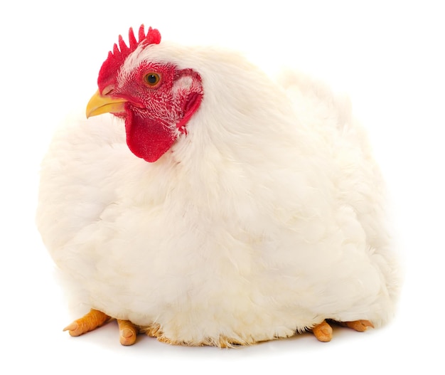 Gallina blanca aislada