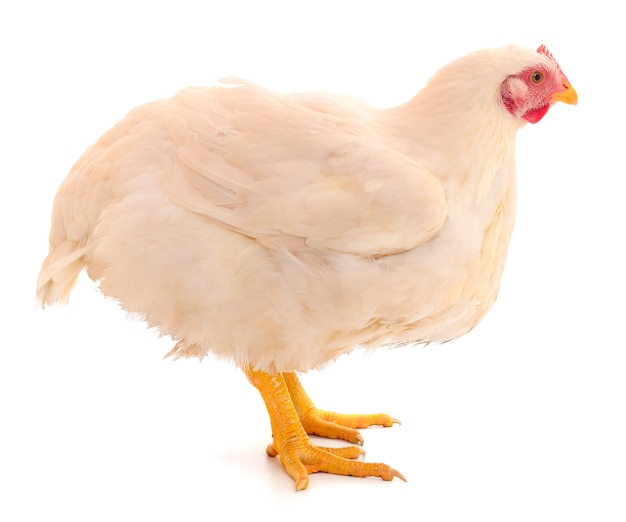 Gallina blanca aislada