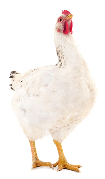 Gallina blanca aislada