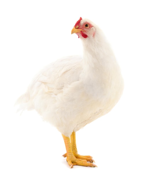 Gallina blanca aislada