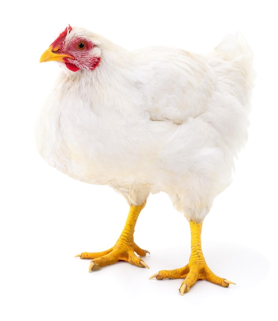 La gallina blanca aislada