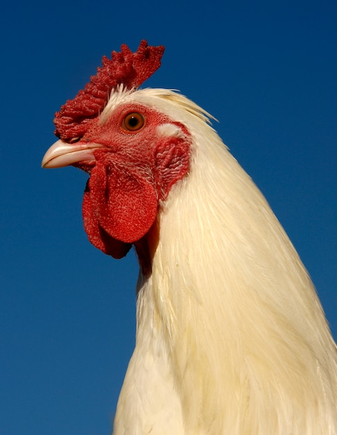 Gallina blanca con cielo azul