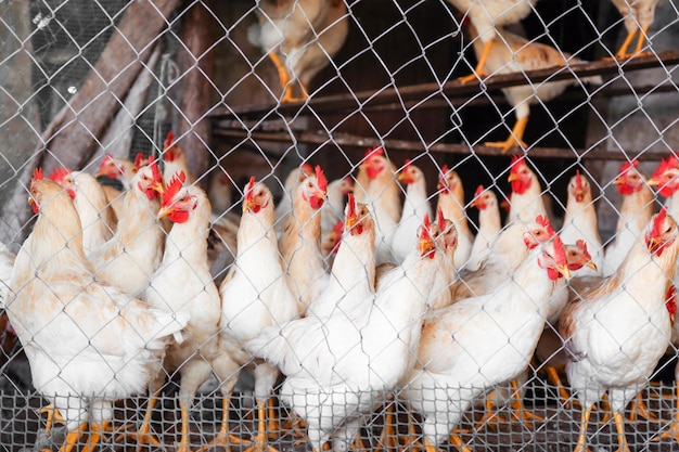 Gallina blanca con peines de pie detrás de una valla en una granja avícola agricultura moderna pollos freerange