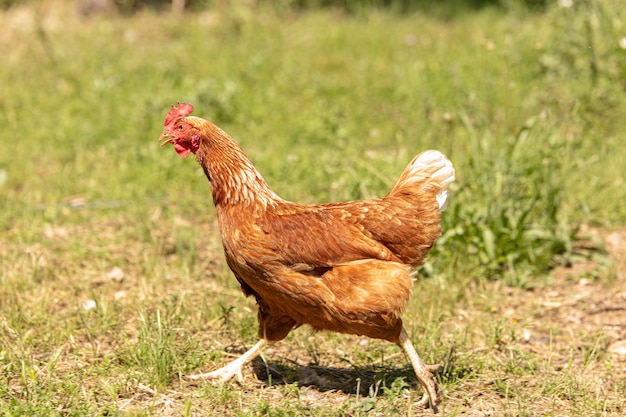 gallina corriendo en el prado de la granja