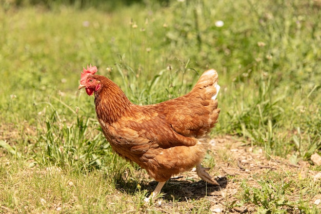 gallina corriendo en el prado de la granja