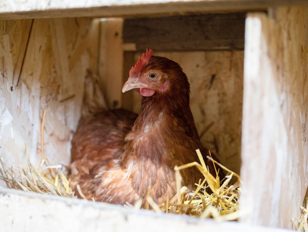 Una gallina doméstica está sentada en un nido poniendo un huevo Cultivando alimentos naturales