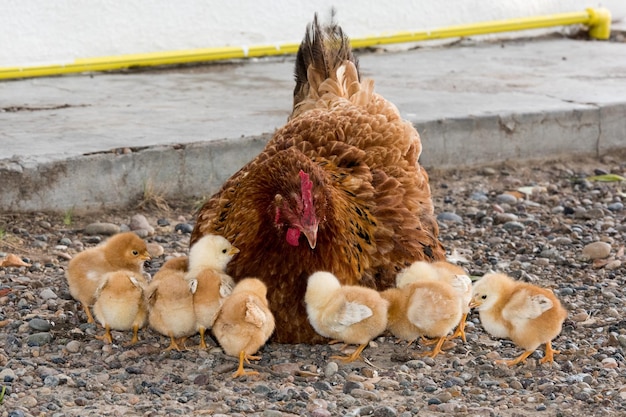 Gallina empollando y pollitos en una granja