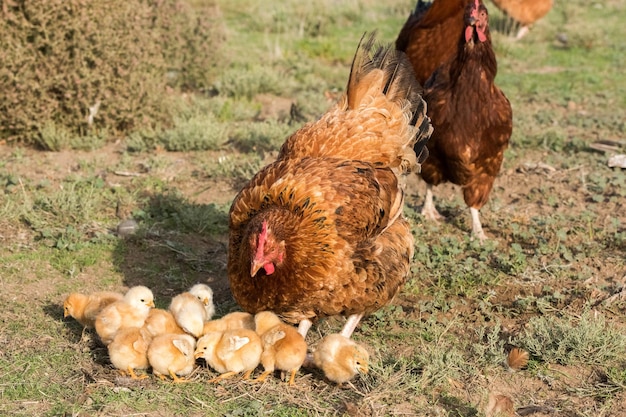 Gallina empollando y pollitos en una granja