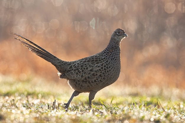 Gallina faisán común caminando sobre la pradera en primavera lloviendo