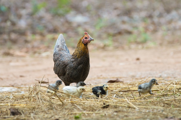 gallina y la familia del pollo bebé.