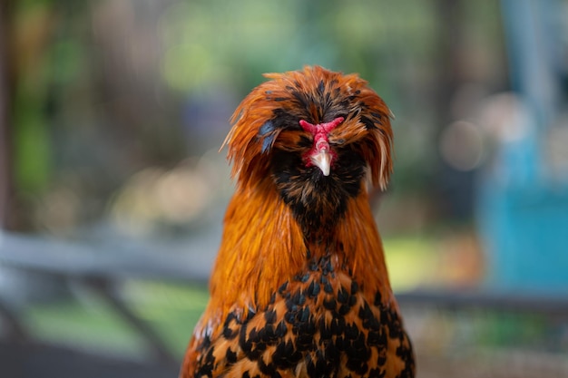 Gallina en gallinero en farmxA