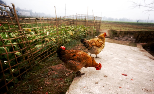 La gallina en la granja contra el paisaje