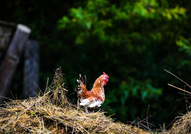 gallina en una granja