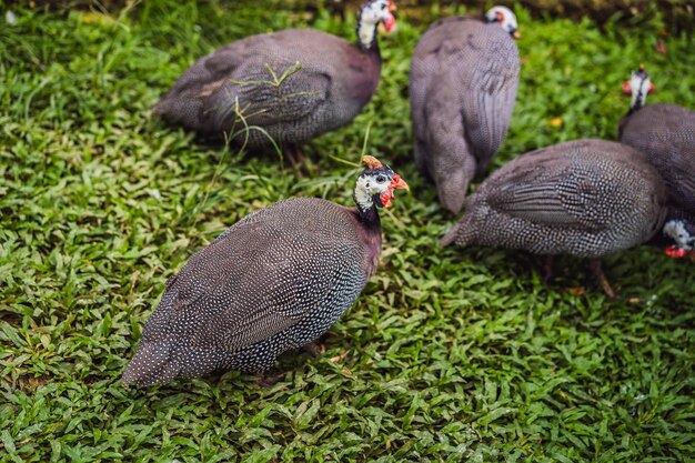 Gallina de Guinea con casco Numida meleagris gran pájaro gris en la hierba Escena de vida silvestre de la naturaleza Pájaro de Senegal Gambia GuineaBissau Guinea