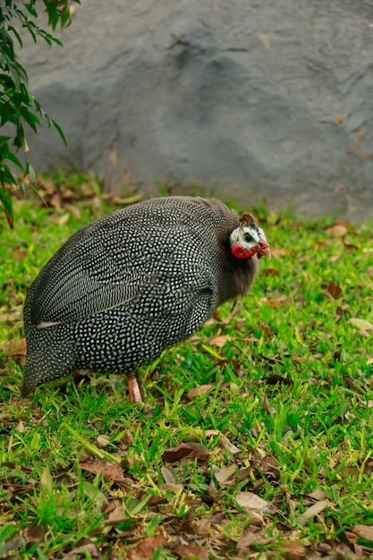 Gallina de Guinea en un parque al aire libre