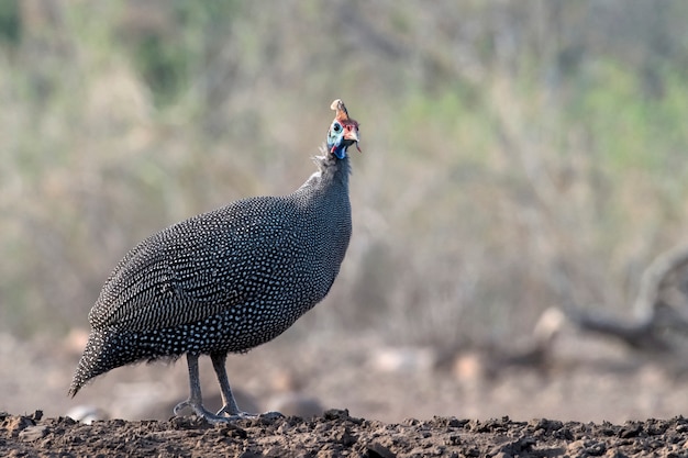 Gallina de Guinea de pie en el suelo