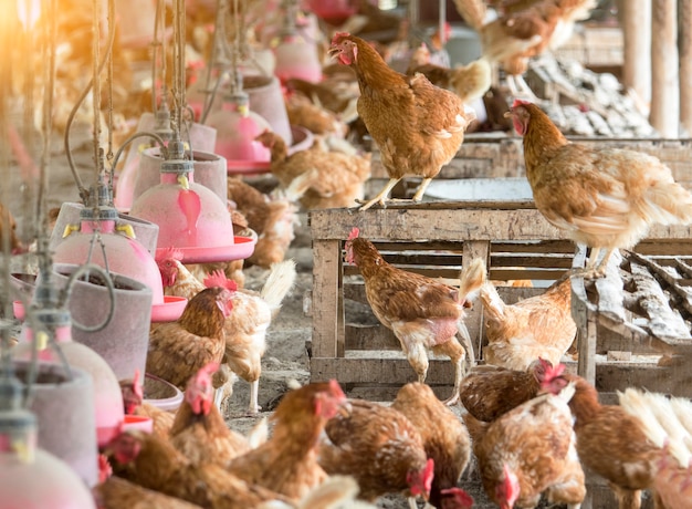 Gallina, huevos de gallina en la granja.