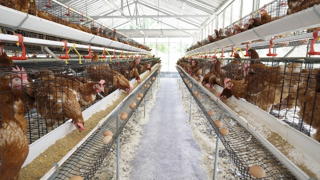Gallina, huevos de gallina y pollos comiendo comida en la granja.