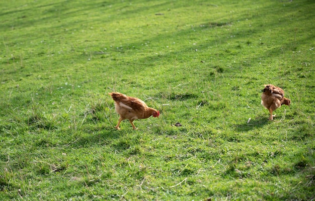 gallina libre en el prado